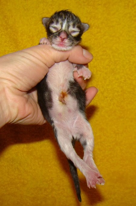     Catsvill County!   !    !       !!!    Catsvill County +7-926-544-74-09     .   ,   ,   ,    ,   ,  ,     ,   -,    ,   !